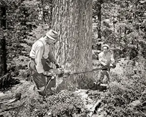 Lumberjacks: Two Men Lumberjacks Working Together Using Chain Saw