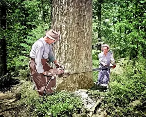 Lumberjacks: Two Men Lumberjacks Working Together Using Compressed