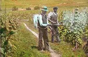 Winegrowing: Men are manuring the grapevines