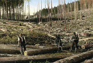 Lumberjack: Three men are measuring the logs