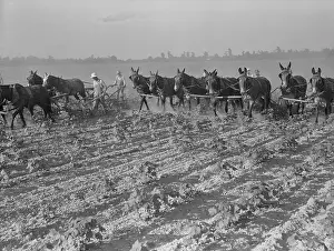Doro: Men and mules cultivating cotton at the ?