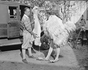 Ostriches: Men with ostrich costume