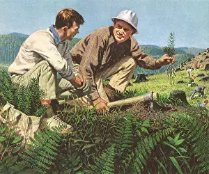 Reforestation: Men Planting Trees