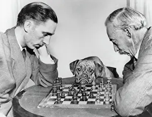 Bored: Two men playing chess, watched by a boxer dog