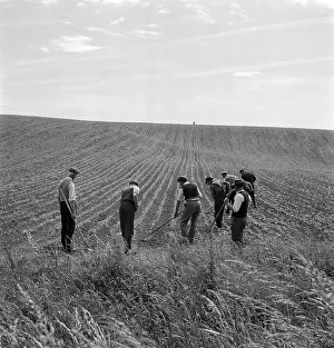 Hoes: Men Ploughing Field