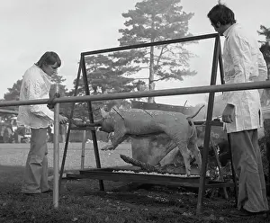 Tony Boxallfrps: Two men roasting a pig on a spit