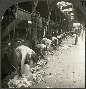 Shearing: Men - Sheep - Industry - Wool