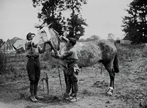Veterinary: Two men tending a wounded mule, Western Front, WW1