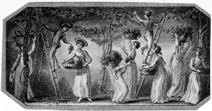Orchard: Men and women picking fruit in an orchard