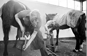 Hoof: Men at work on horses hooves