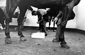 Hoof: Men at work on horses hooves