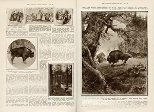 Iln - Consolidated Archive Holdings Ltd: Menaced with extinction by war - European Bison