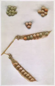 Researched: Mendel - Peas Experiment - laws of Mendelian inheritance
