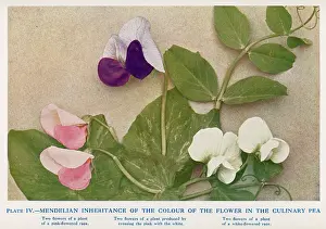 Mendel - Peas Experiment - laws of Mendelian inheritance