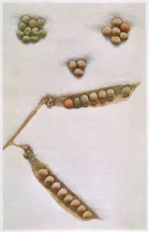 Inheritance: Mendel - Peas Experiment - laws of Mendelian inheritance