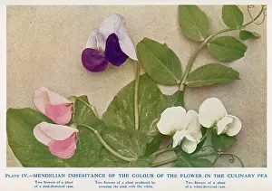 Inheritance: Mendel - Peas Experiment - laws of Mendelian inheritance