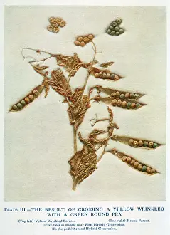 Inheritance: Mendel - Peas Experiment - laws of Mendelian inheritance