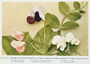 Inheritance: Mendelian inheritance of colour of flower in the