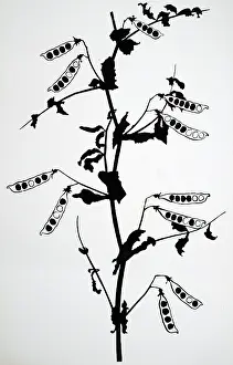 Inheritance: Mendelian inheritance of seed colour in the culinary
