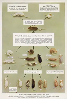 Mendel: Mendel's inheritance theory, demonstrated with mice