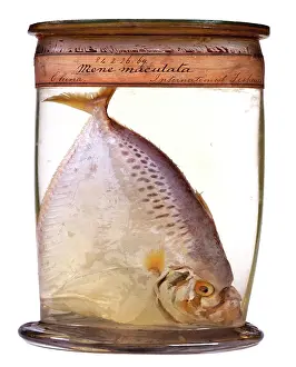 Perciform: Mene maculata, moonfish