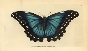Menelaus: Menelaus blue morpho, Morpho menelaus