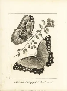 Menelaus: Menelaus blue morpho, Morpho menelaus