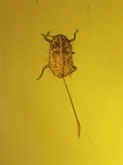Translucent: Mengeaphis glandulosa, aphid in amber