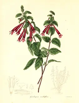 Multiflora: Menta de arbol, Clinopodium multiflorum