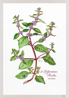 Lamiales: Mentha arvensis, mint