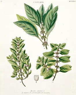 Terrarium: Mentha arvensis, peppermint