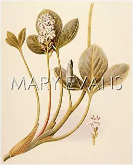 Buckbean: MENYANTHES TRIFOLATA