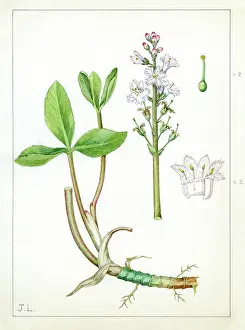 Bentham: Menyanthes trifoliata - bog bean