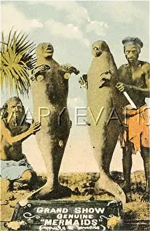 Manatees: MER-PEOPLE/LOOK-ALIKES