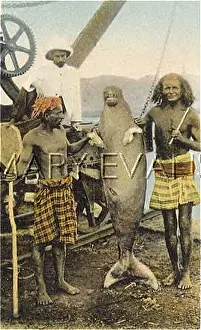 Manatees: MER-PEOPLE/LOOK-ALIKES