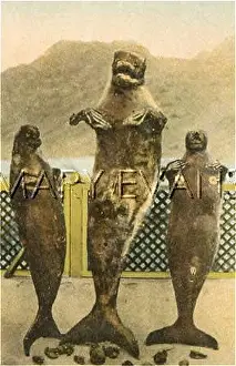Manatees: MER-PEOPLE/LOOK-ALIKES