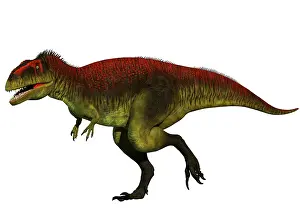 Carcharodontosaurid: Meraxes gigas dinosaur, side view on white background