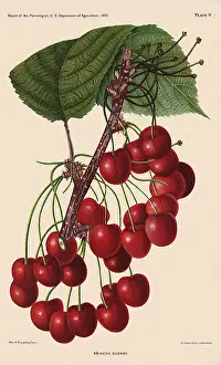 Prestele: Mercer Cherries