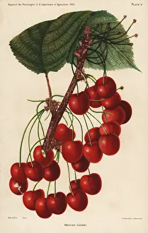 Avium: Mercer cherry, Prunus avium