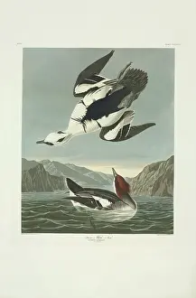 Albellus: Mergellus albellus, smew
