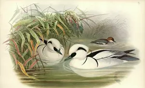 Anseriformes: Mergellus albellus, smew