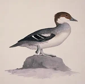 Webbed: Mergellus albellus, smew