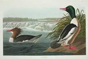Merganser: Mergus merganser, goosander