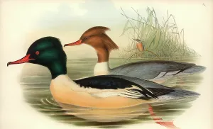 Atthis: Mergus merganser, goosander, Alcedo atthis, common kingfishe