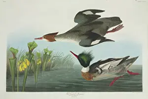 Merganser: Mergus serrator, red-breasted merganser