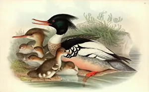 Anseriformes: Mergus serrator, red-breasted merganser
