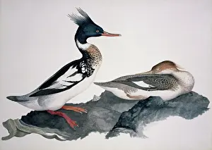 Mottled: Mergus serrator, red-breasted merganser