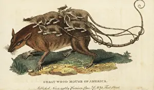 Sybilla: Merian's opossum, Didelphys dorsigera