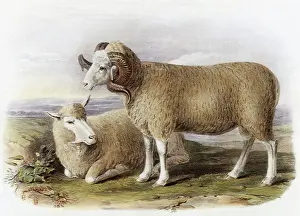 Patchy: Merino Ewe and Ram