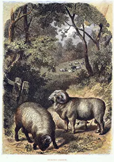 Favoured: Merino sheep: variety noted for its wool. Much